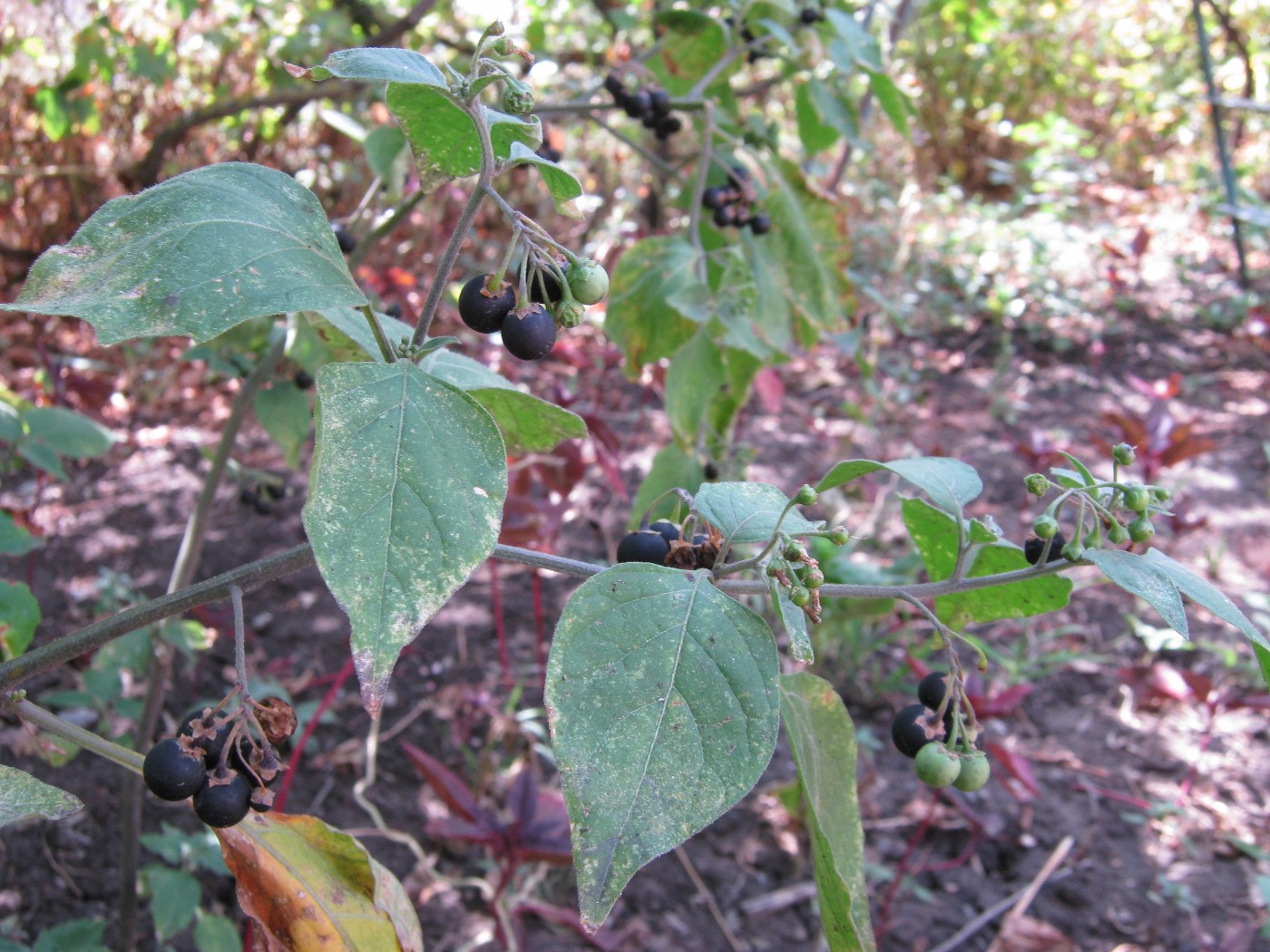 Изображение особи Solanum nigrum.