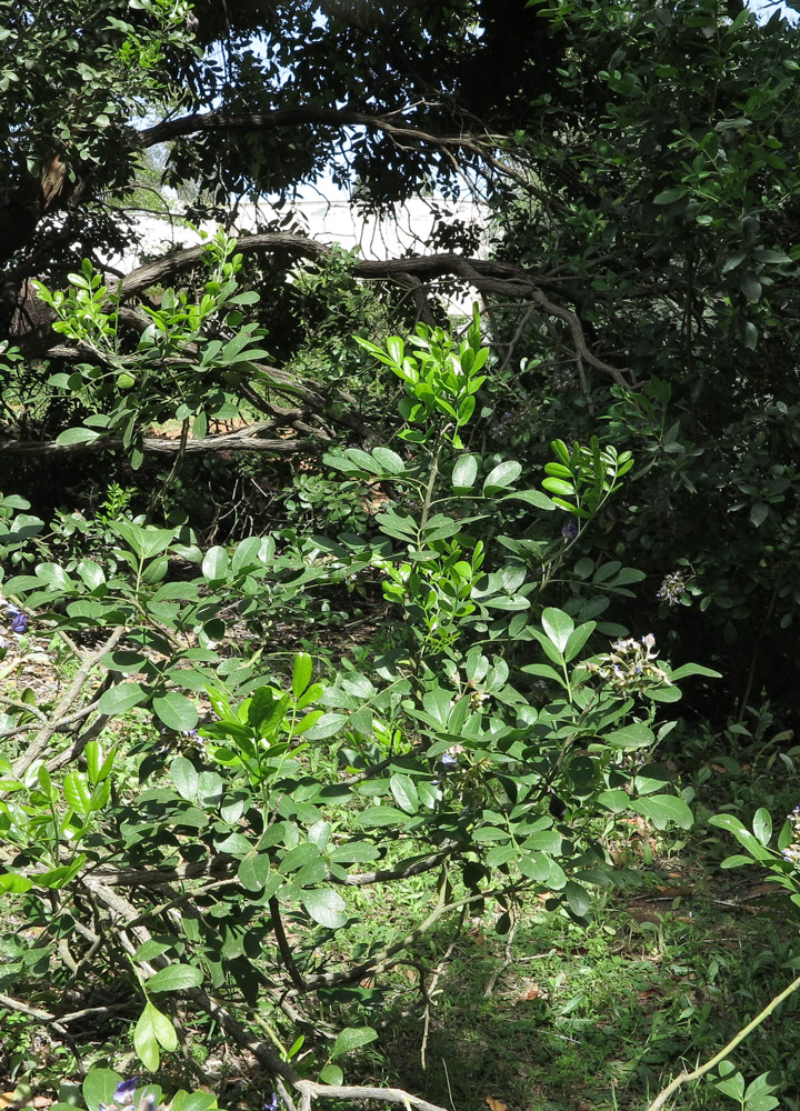 Image of Sophora secundiflora specimen.