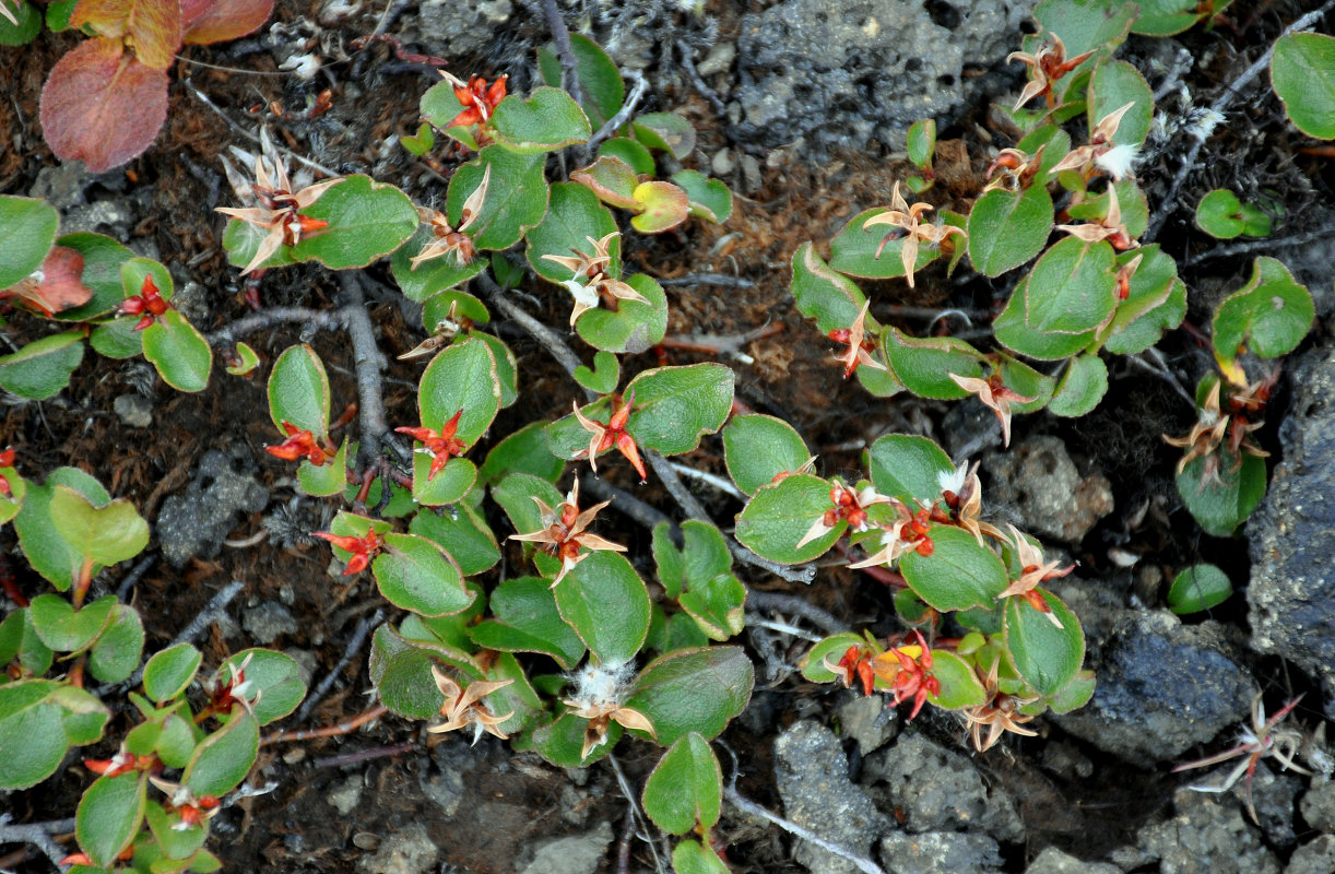 Изображение особи Salix herbacea.