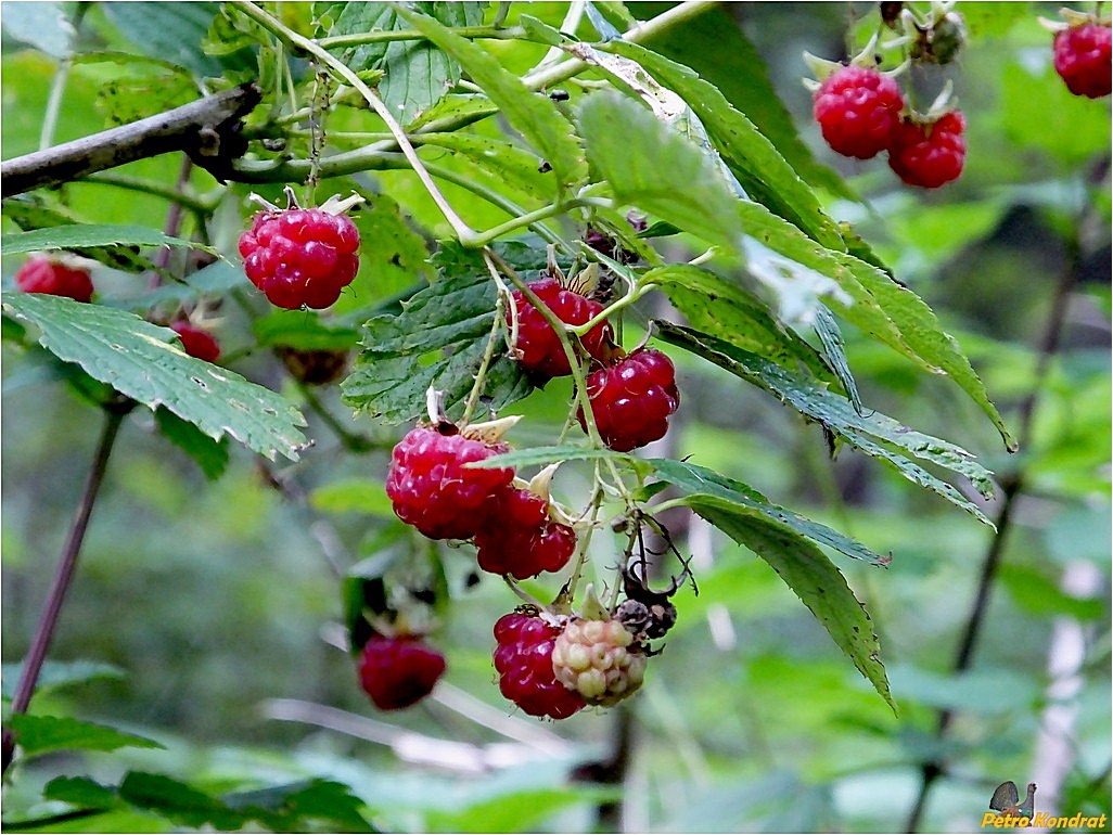 Image of Rubus idaeus specimen.