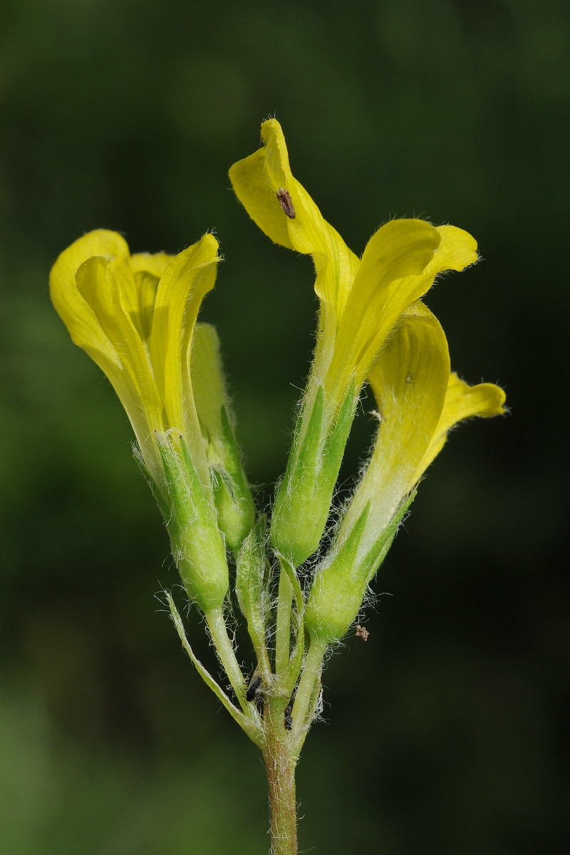 Изображение особи Astragalus anisomerus.