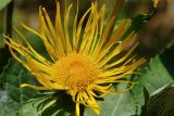 Inula helenium. Соцветие-корзинка. Казахстан, Тянь-Шань, хр. Заилийский Алатау, ущ. Кумбельсу в р-не пос. Кокшокы, у ручья на поросшем кустарниками склоне хребта, 2100 м н.у.м. 04.09.2016.