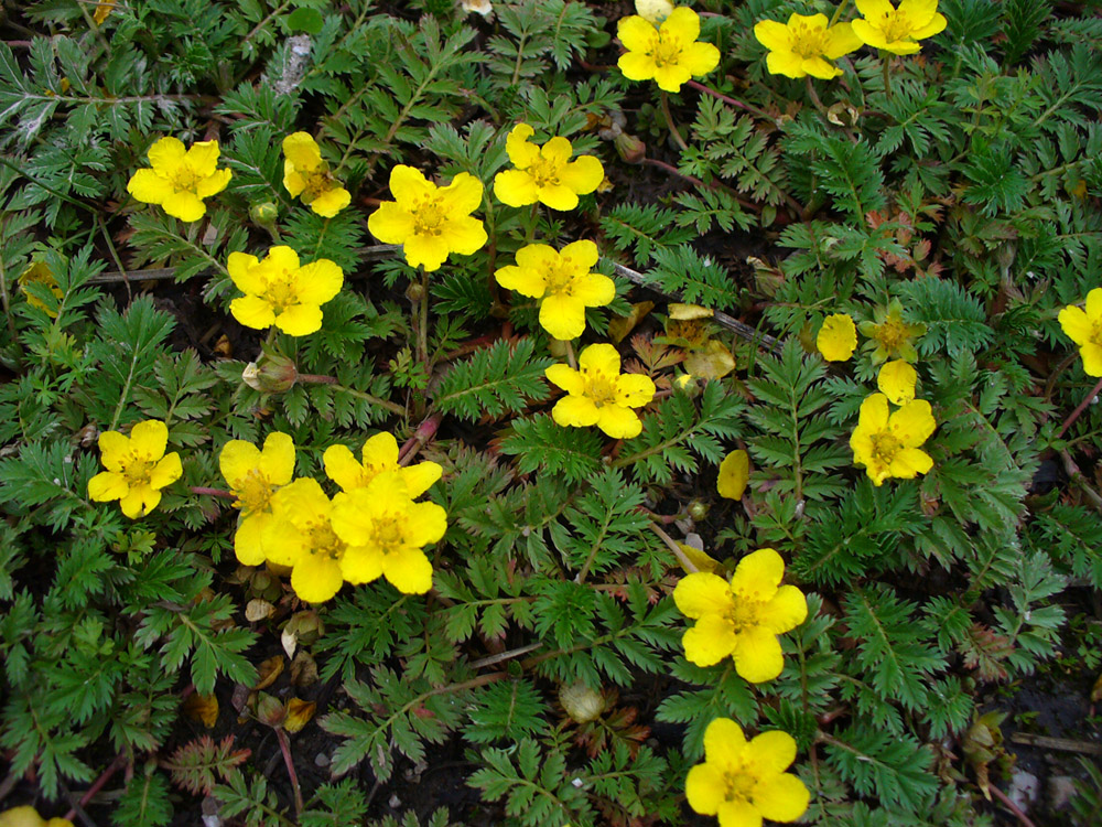 Изображение особи Potentilla anserina.