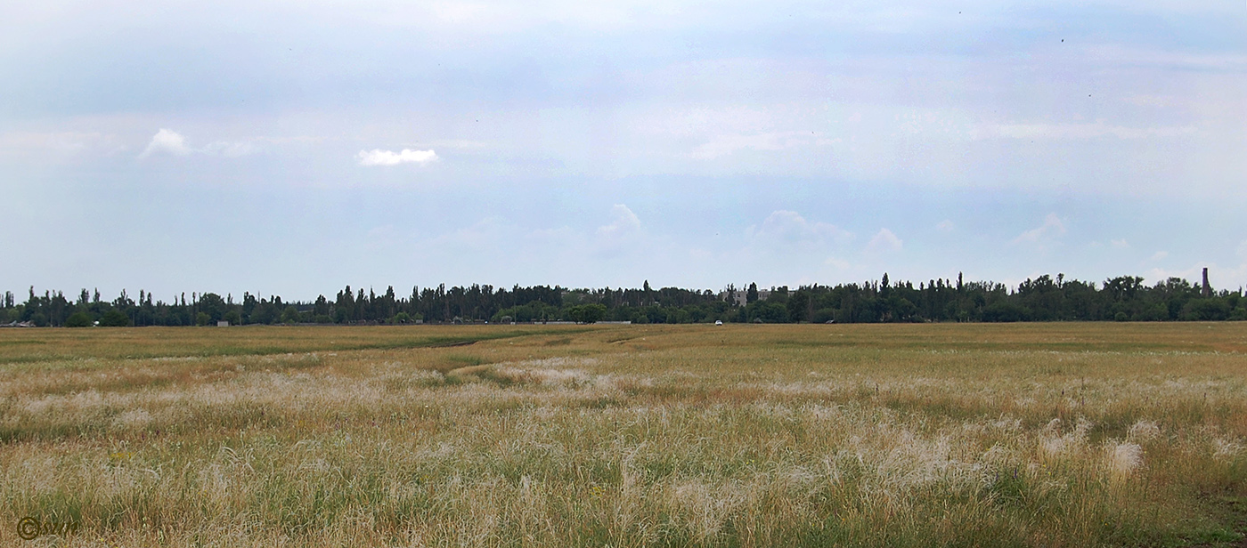 Image of Stipa pennata specimen.