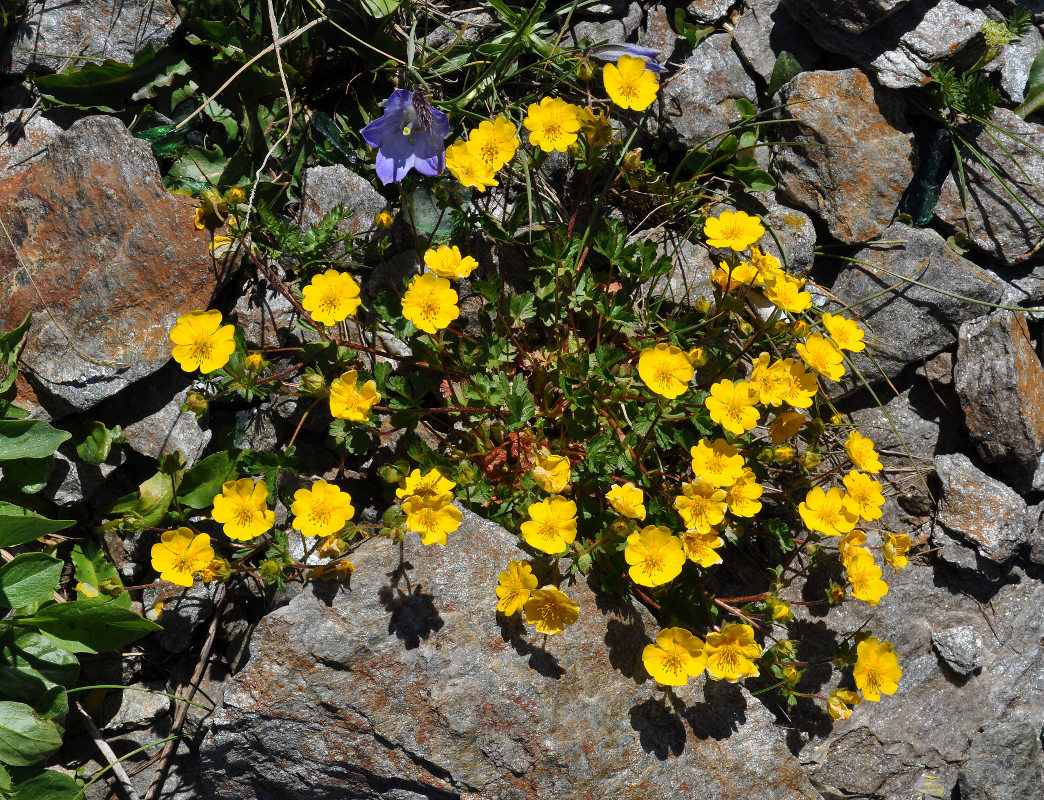 Изображение особи Potentilla gelida.