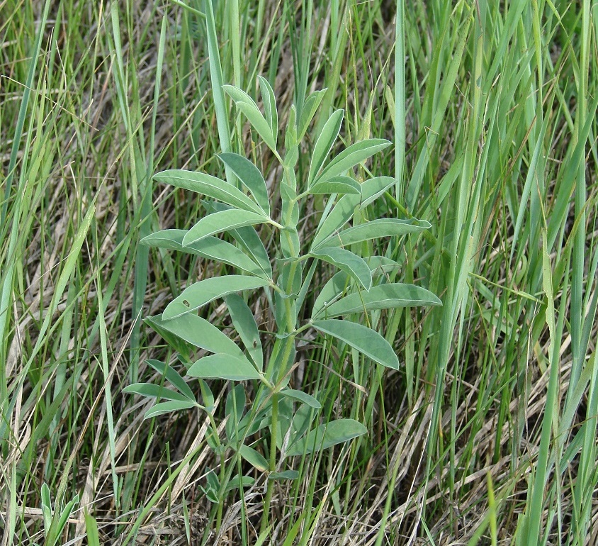 Image of Thermopsis lanceolata specimen.