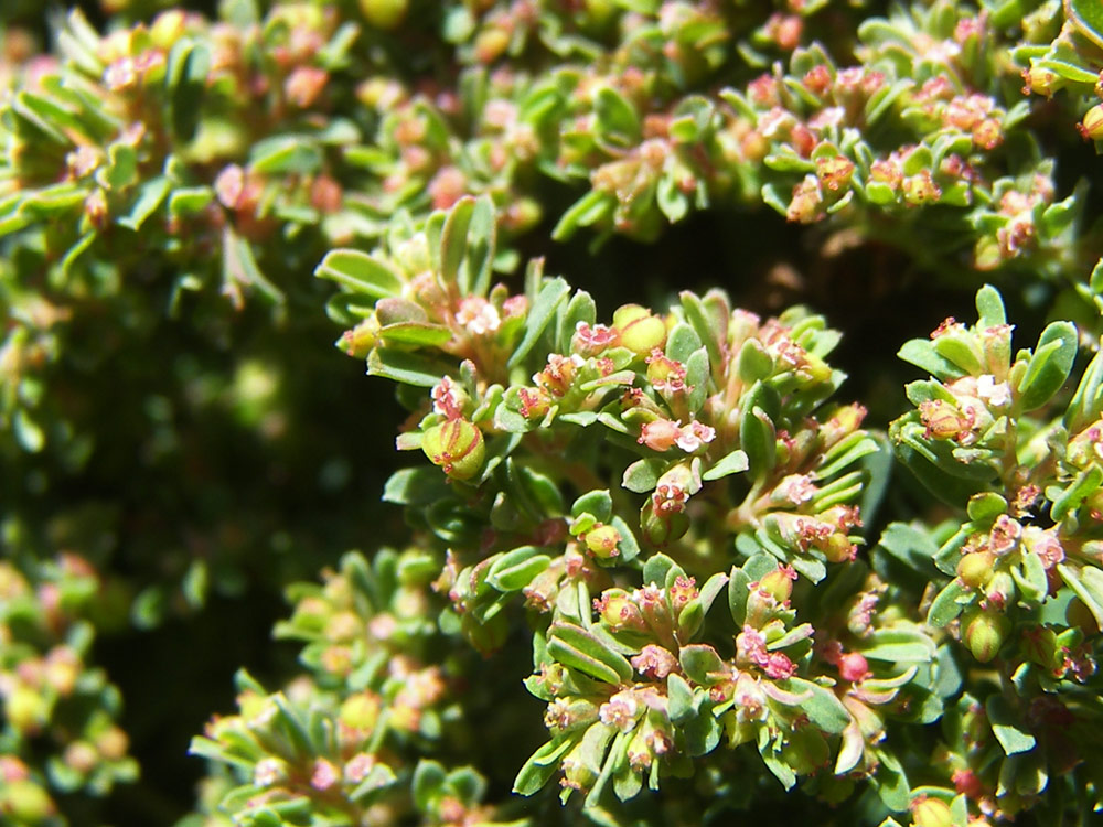 Изображение особи Euphorbia glyptosperma.