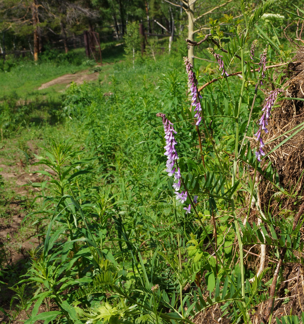 Image of Vicia tenuifolia specimen.