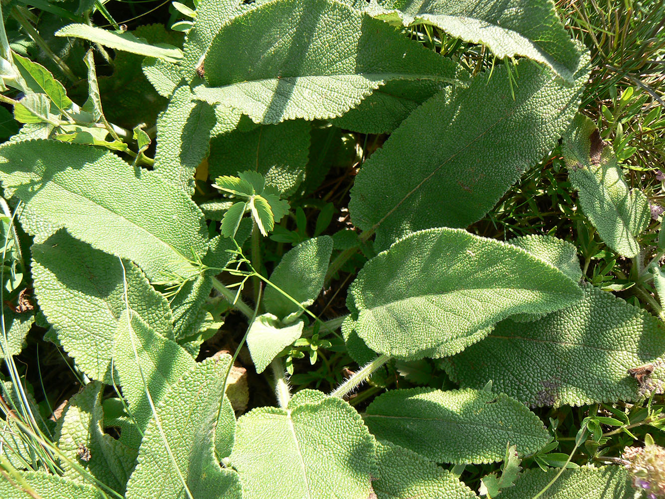 Image of Salvia ringens specimen.