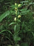 Cephalanthera damasonium