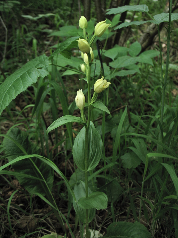 Изображение особи Cephalanthera damasonium.