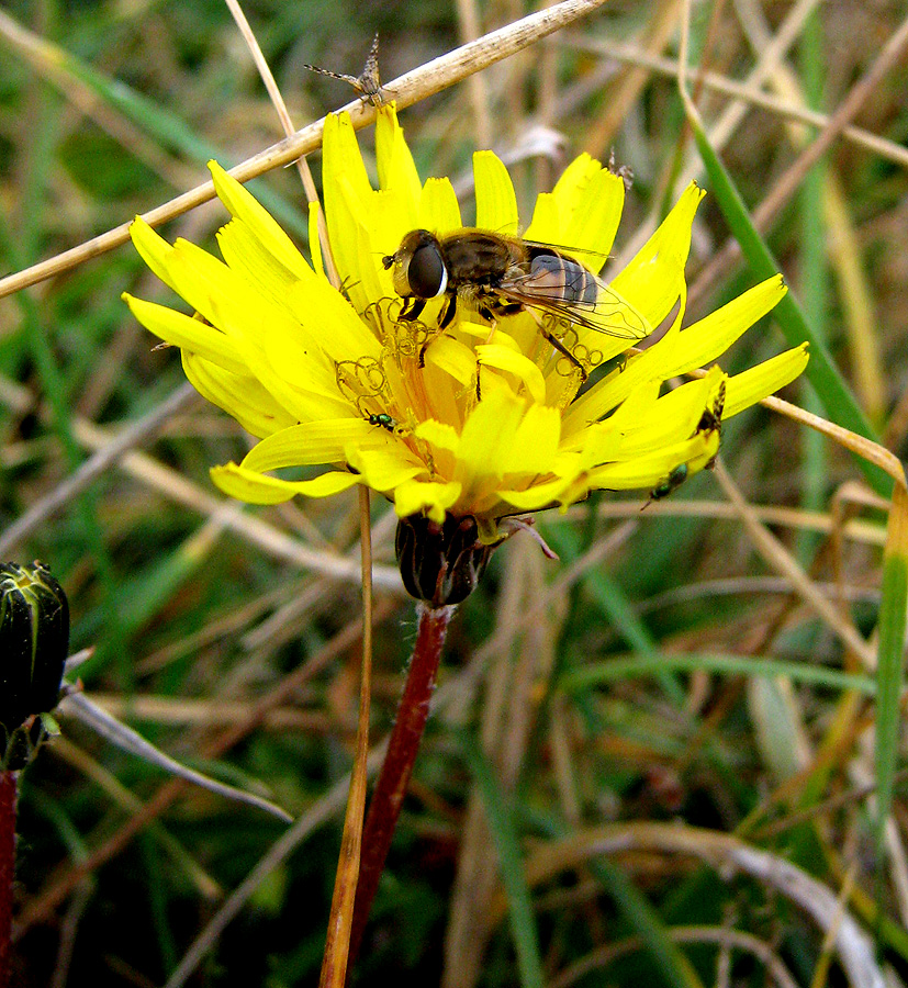 Image of Taraxacum bessarabicum specimen.