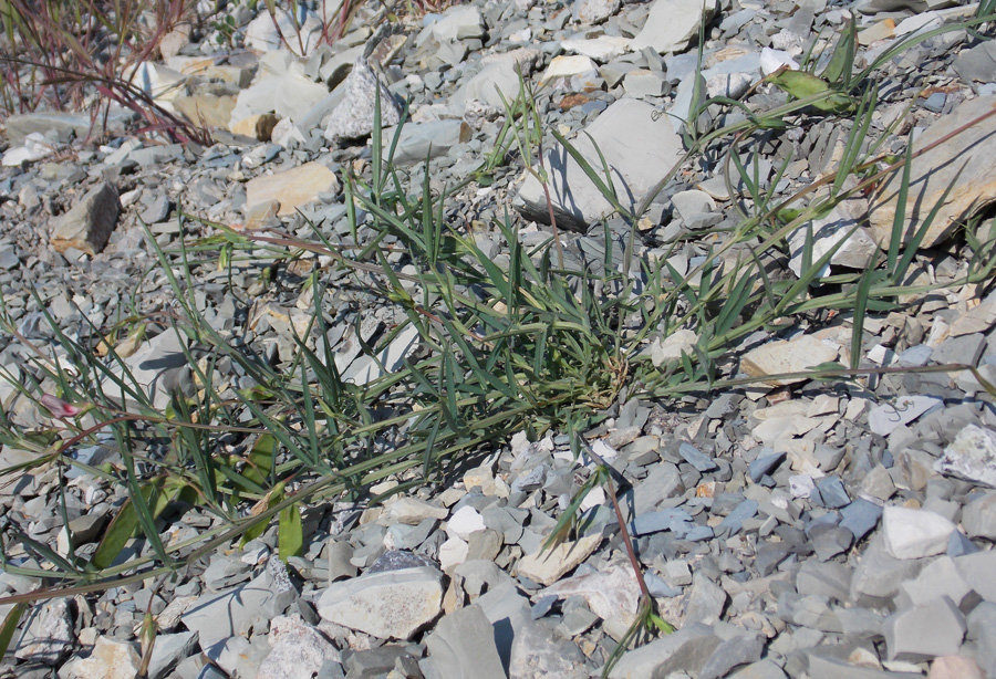 Image of Lathyrus cicera specimen.