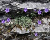 Campanula rupestris