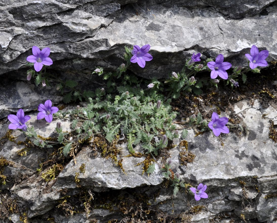 Image of Campanula rupestris specimen.