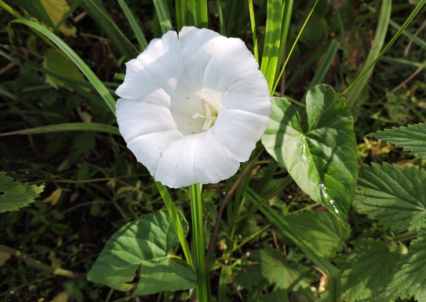 Изображение особи Calystegia sepium.