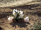 Colchicum ritchiei