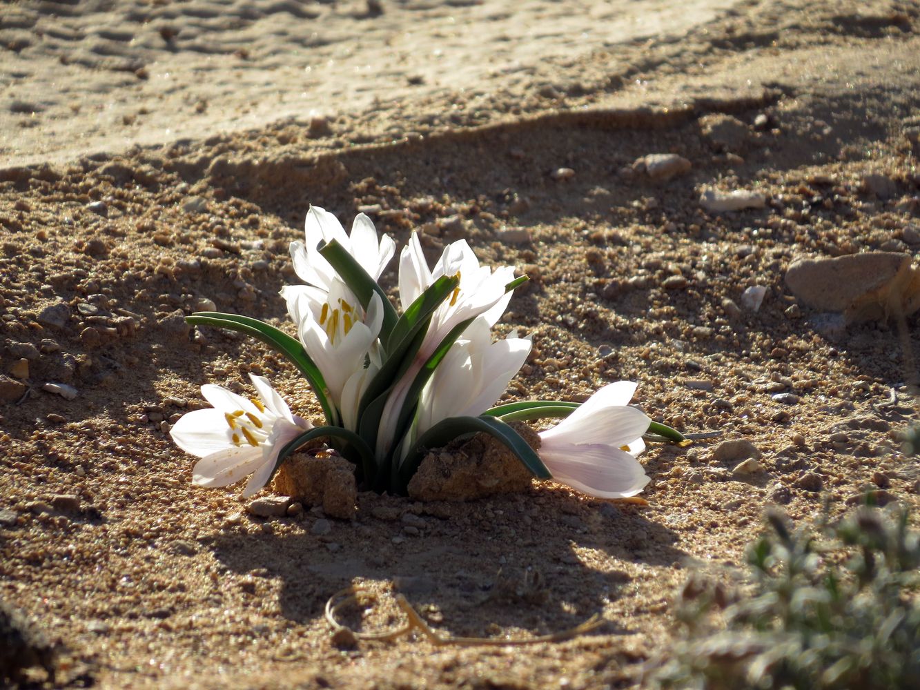 Изображение особи Colchicum ritchiei.