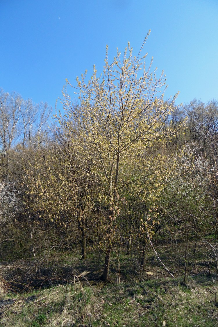 Image of Acer negundo specimen.