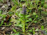 Ajuga reptans