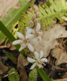 Scilla bifolia
