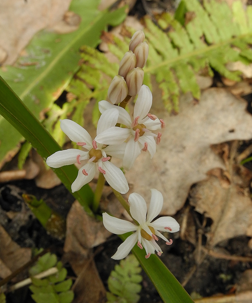 Image of Scilla bifolia specimen.