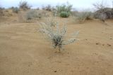 Astragalus winkleri