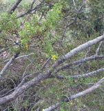 Larrea tridentata