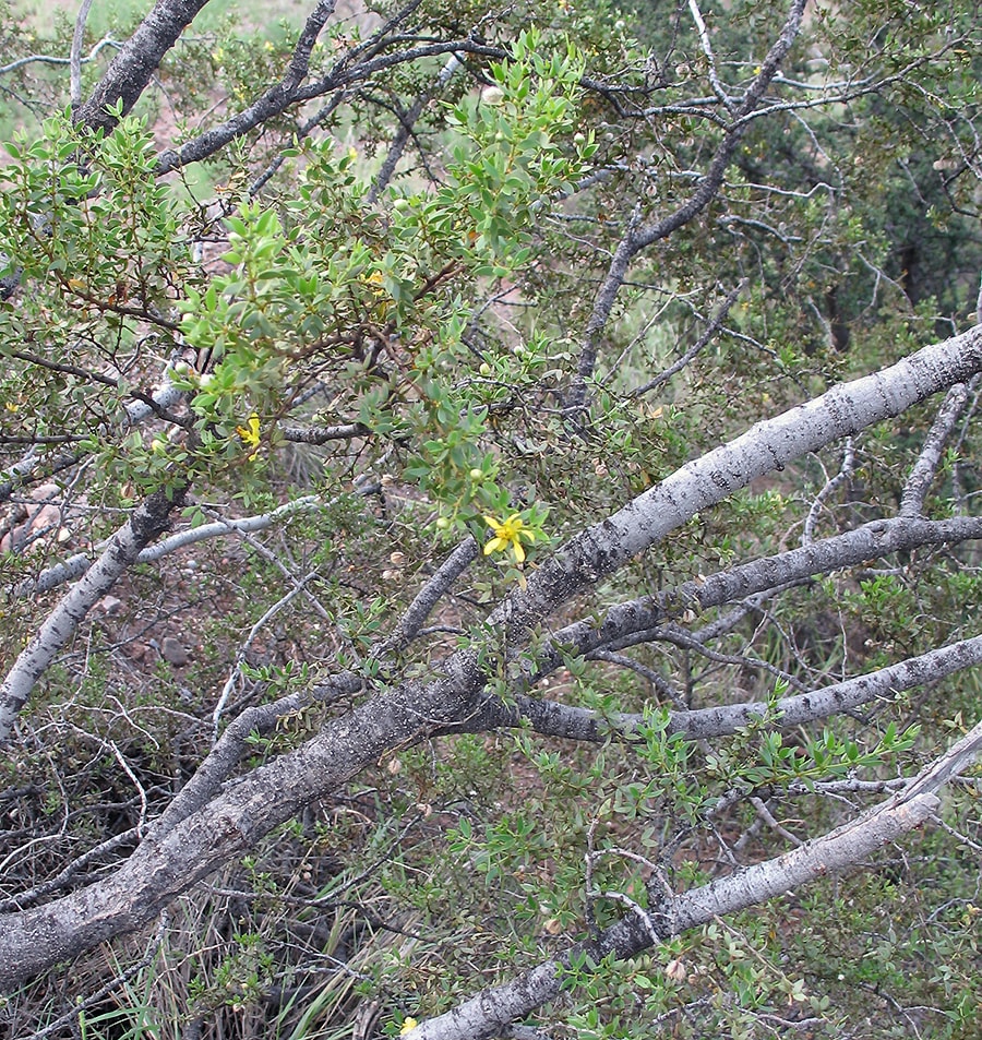 Image of Larrea tridentata specimen.