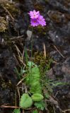 Primula cortusoides