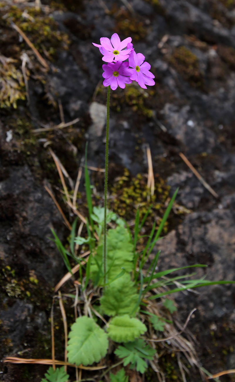 Image of Primula cortusoides specimen.