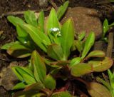 Myosotis sparsiflora