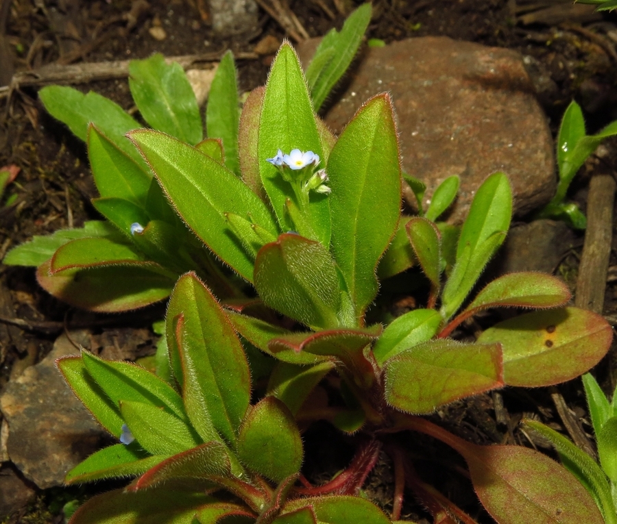 Image of Myosotis sparsiflora specimen.