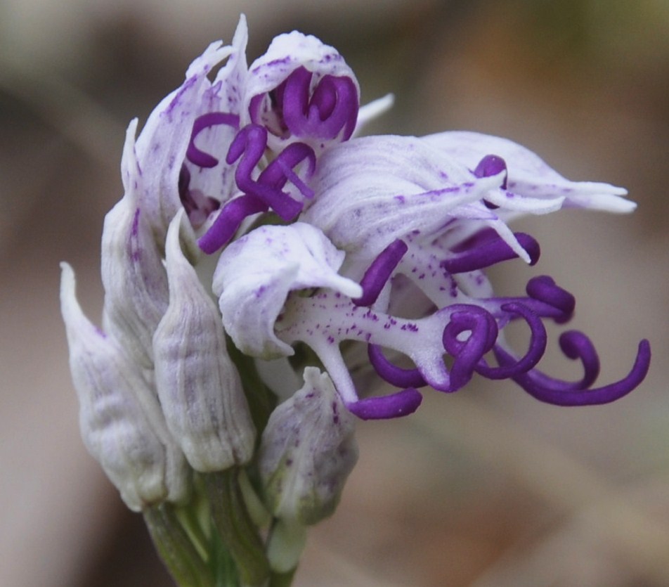 Image of Orchis simia specimen.