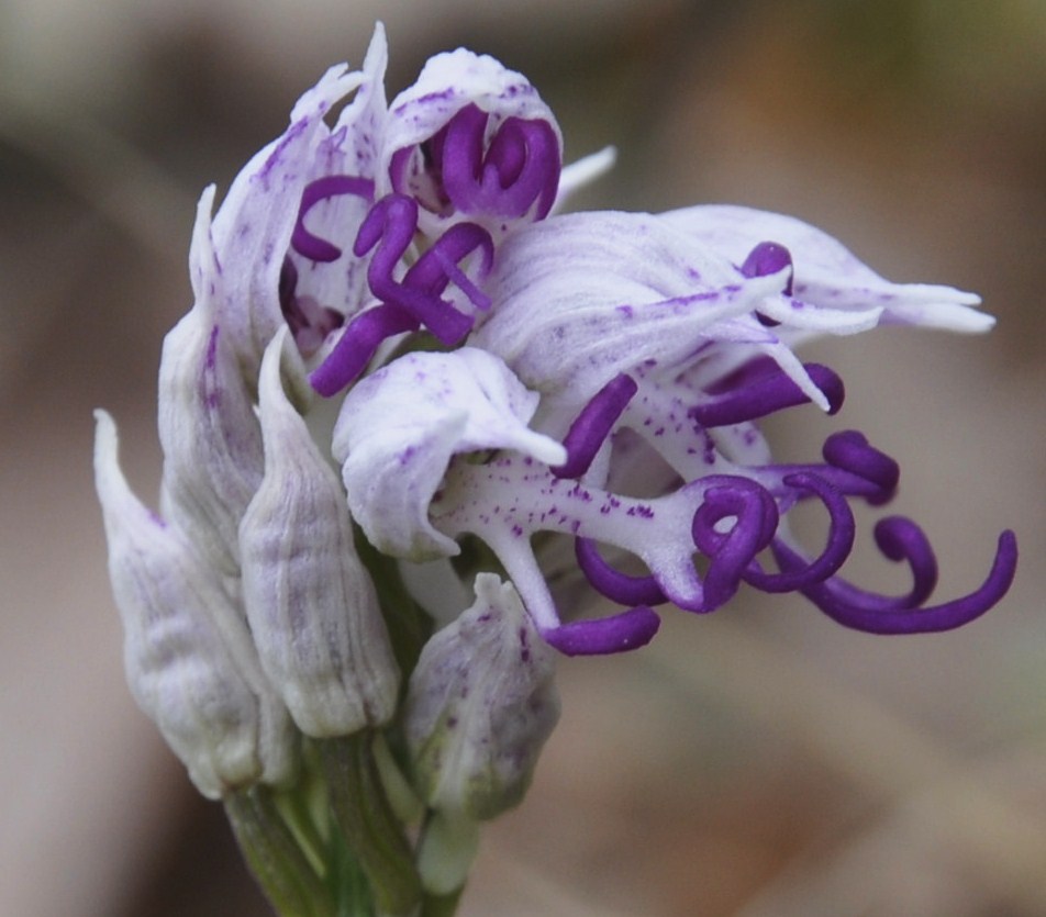 Изображение особи Orchis simia.