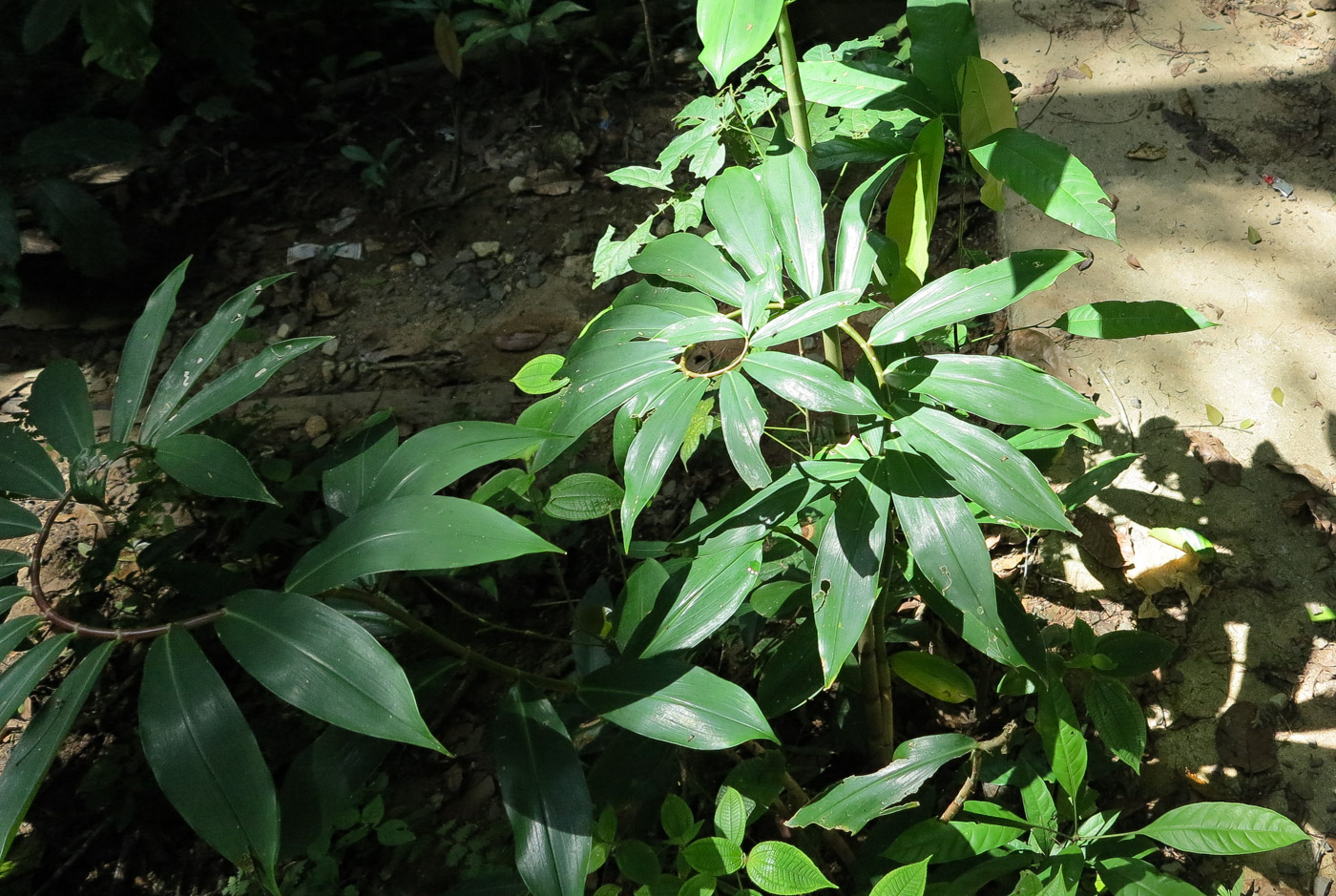 Image of Hellenia speciosa specimen.