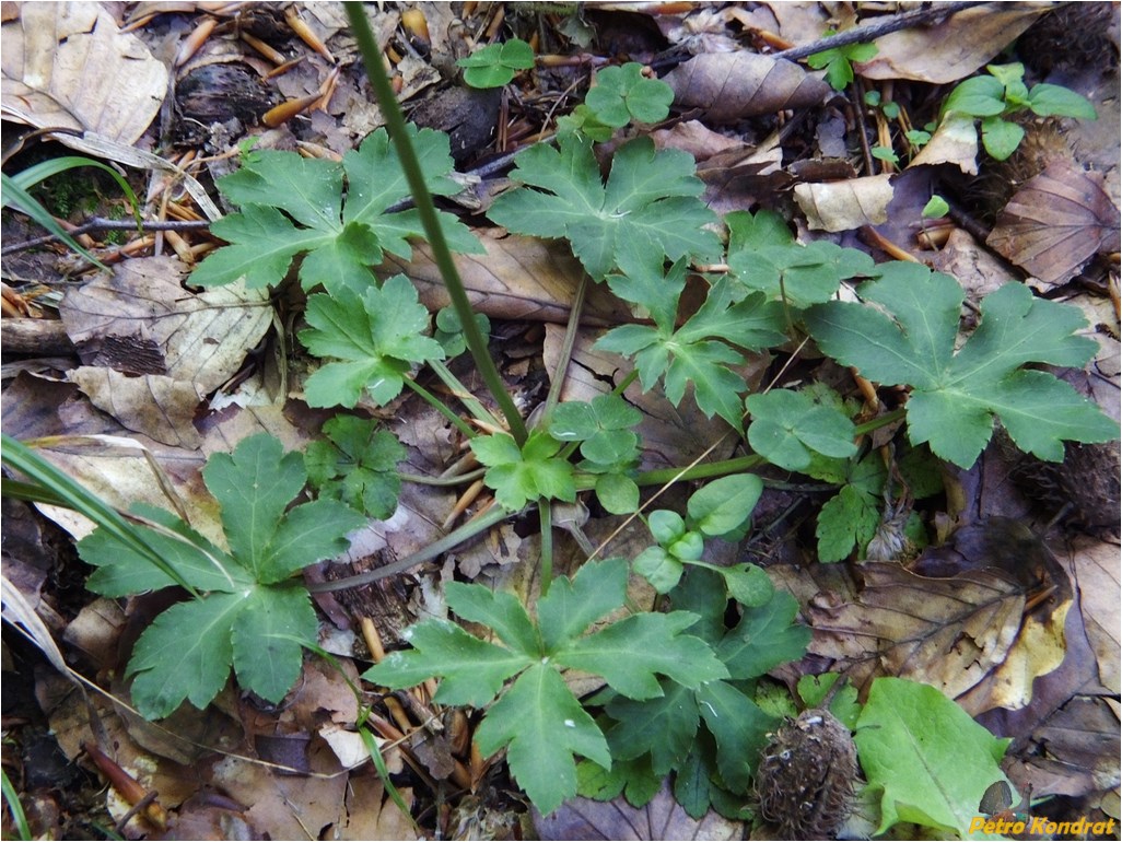 Image of Sanicula europaea specimen.