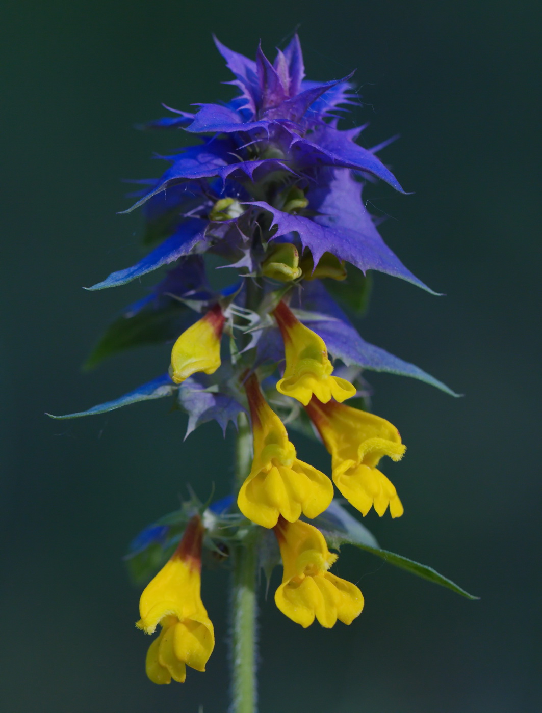 Image of Melampyrum nemorosum specimen.