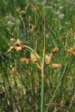 Schoenoplectus tabernaemontani. Соцветие. Крым, Керченский п-ов, окр. мыса Чауда, непересыхающая лужа на дне балки. 25 июня 2017 г.