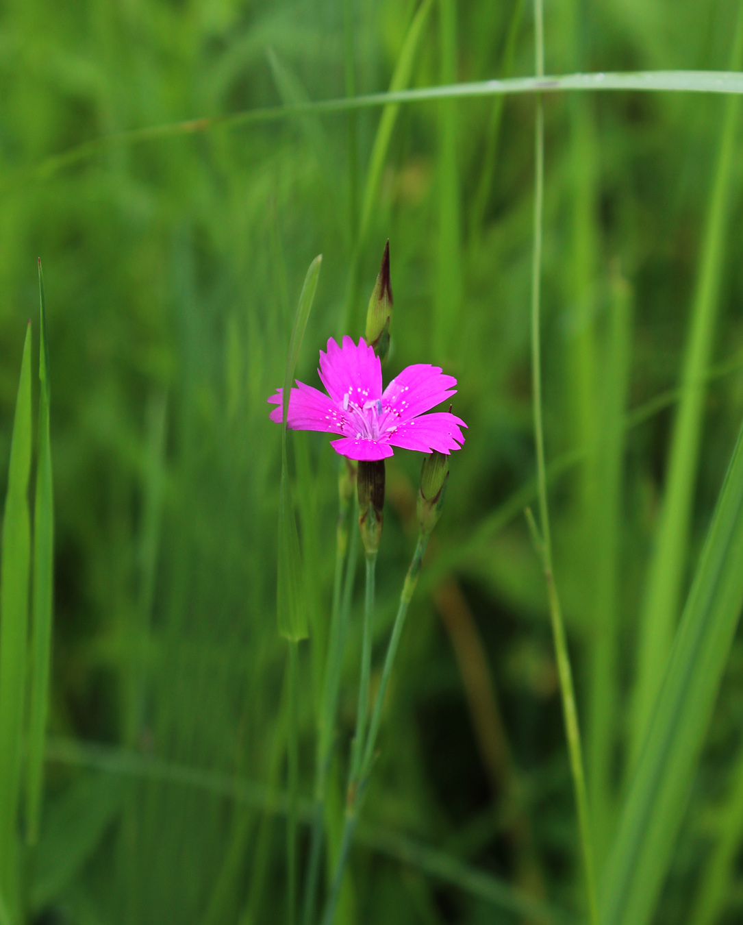 Изображение особи Dianthus deltoides.