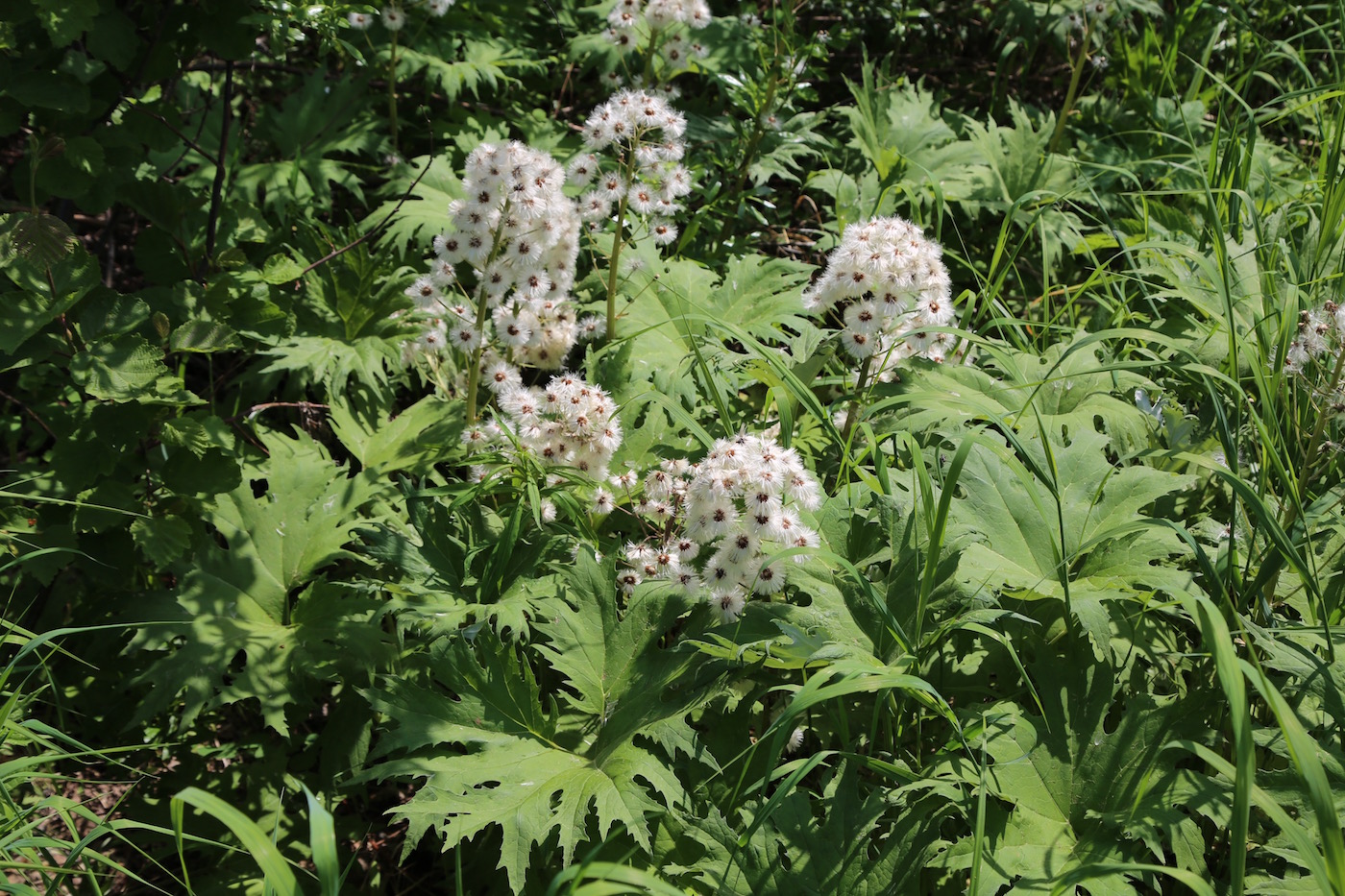 Image of Petasites tatewakianus specimen.
