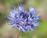 Jasione montana