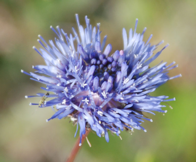 Image of Jasione montana specimen.