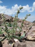 Artemisia aschurbajewii