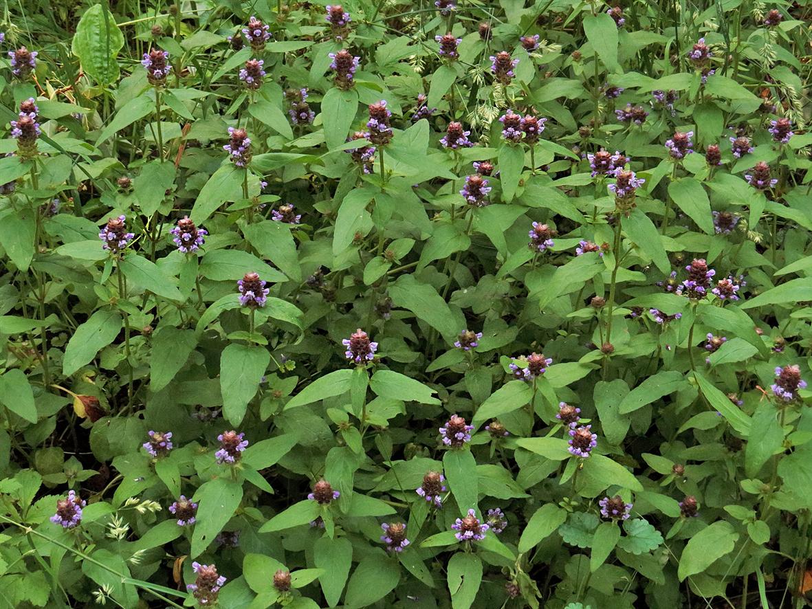 Image of Prunella vulgaris specimen.