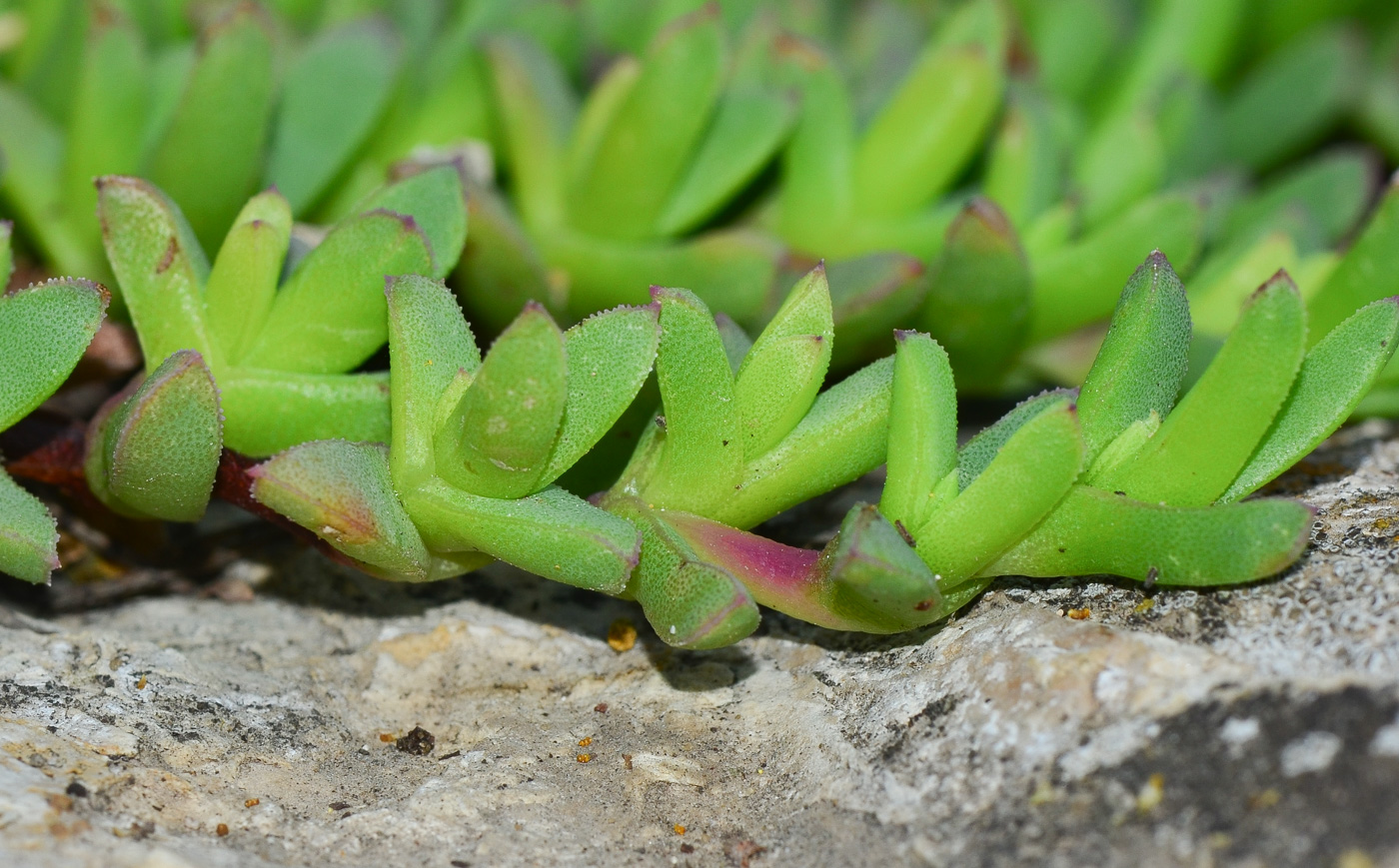 Image of Ruschia lineolata specimen.