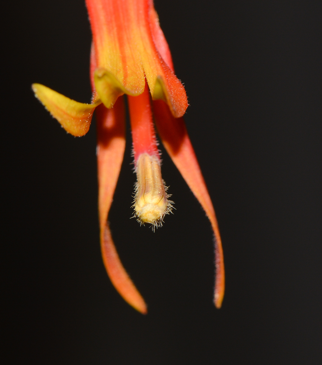 Image of Lobelia laxiflora specimen.