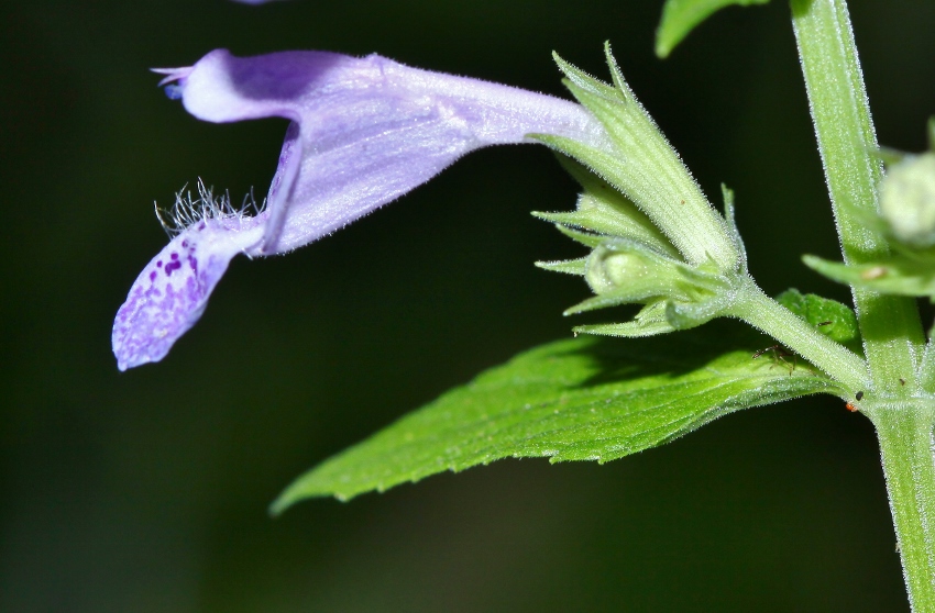 Изображение особи Nepeta manchuriensis.