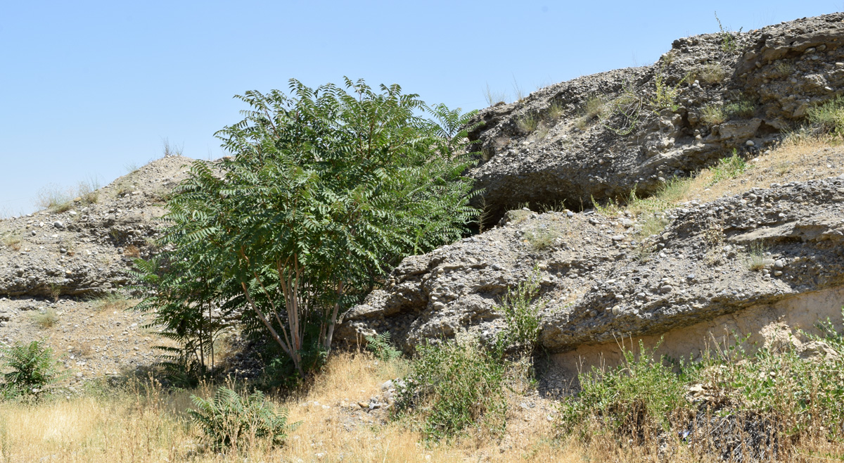 Изображение особи Ailanthus altissima.