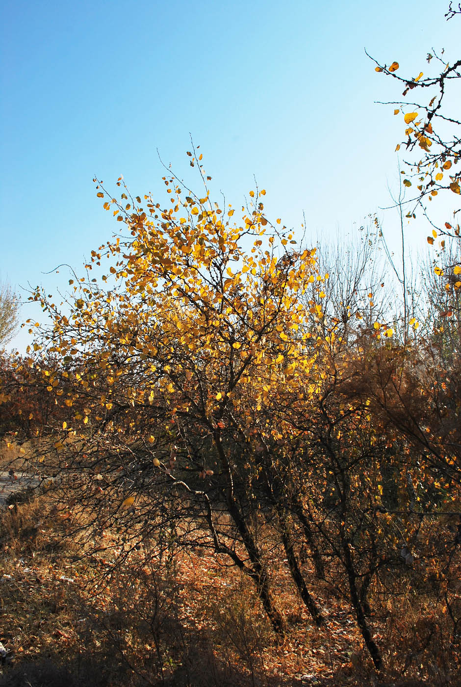 Изображение особи Populus pruinosa.